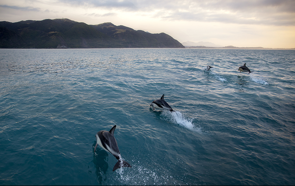 Maui Dolphins in Kaikoura, New Zealand