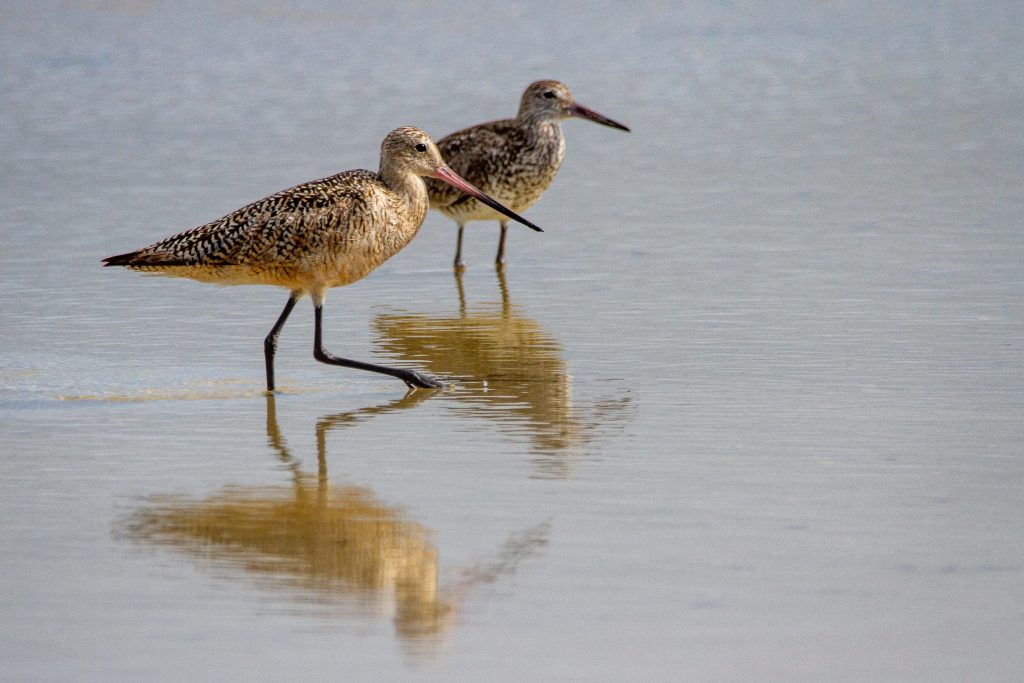two Godwits in water