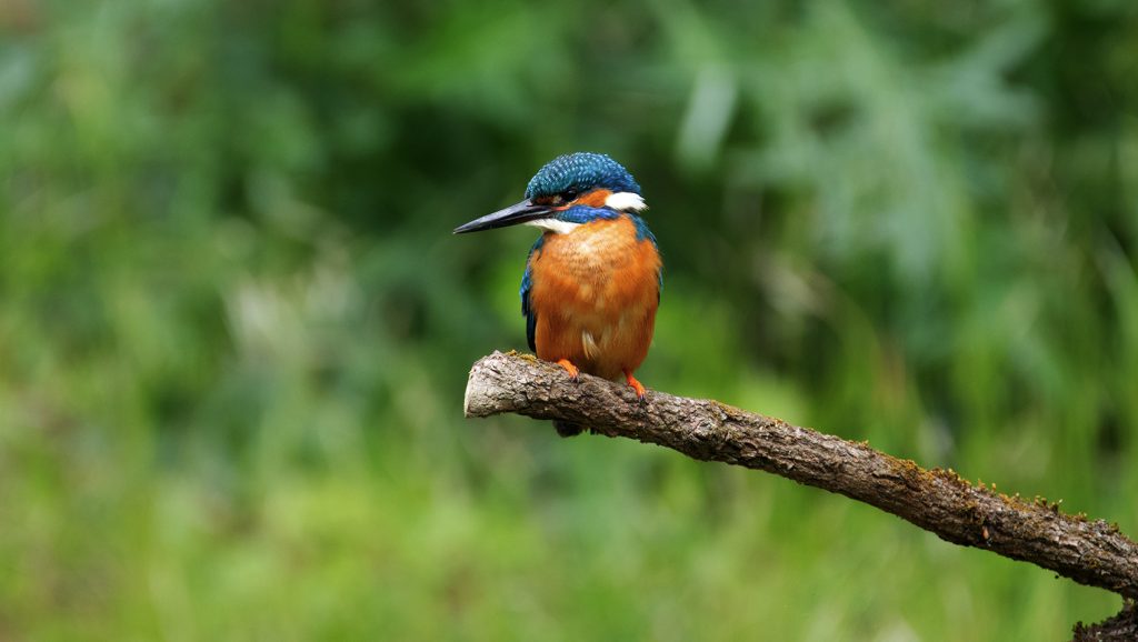 Kotare/kIng fisher sitting on a stick
