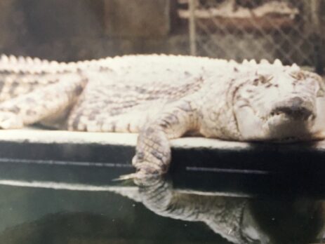 Charlie the crocodile at The North Beach Mini Zoo