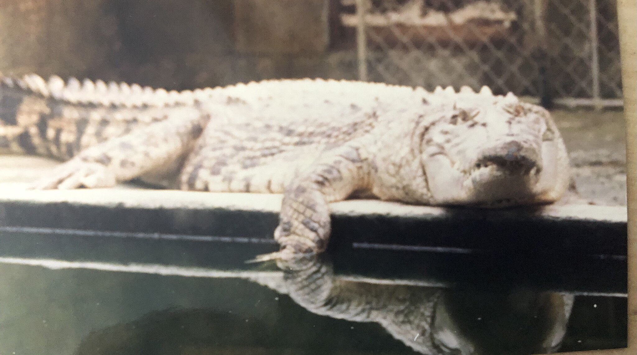Charlie the crocodile at The North Beach Mini Zoo