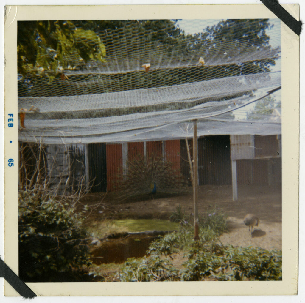 Peacock at North New Brighton Zoo 1965