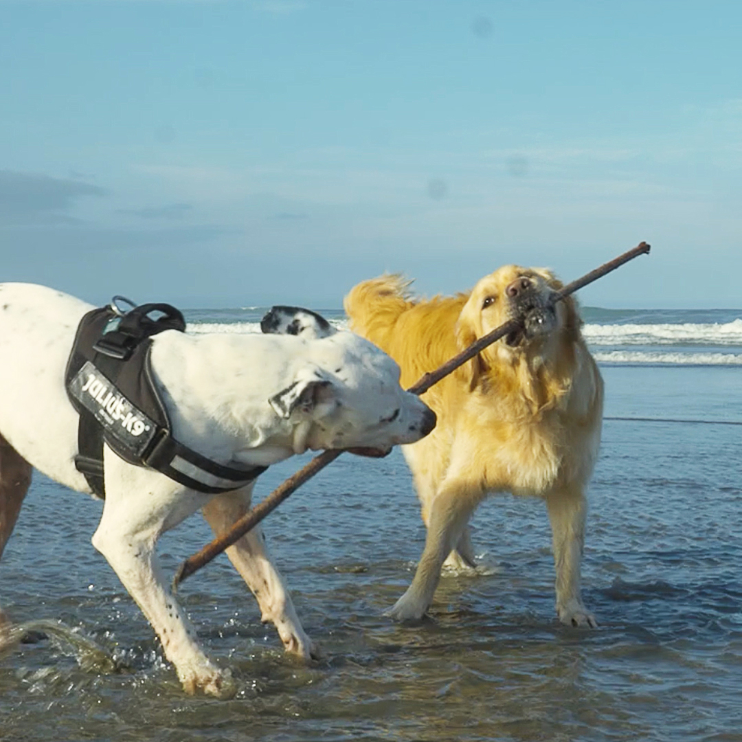 Two dogs playing on New Brighton Beach