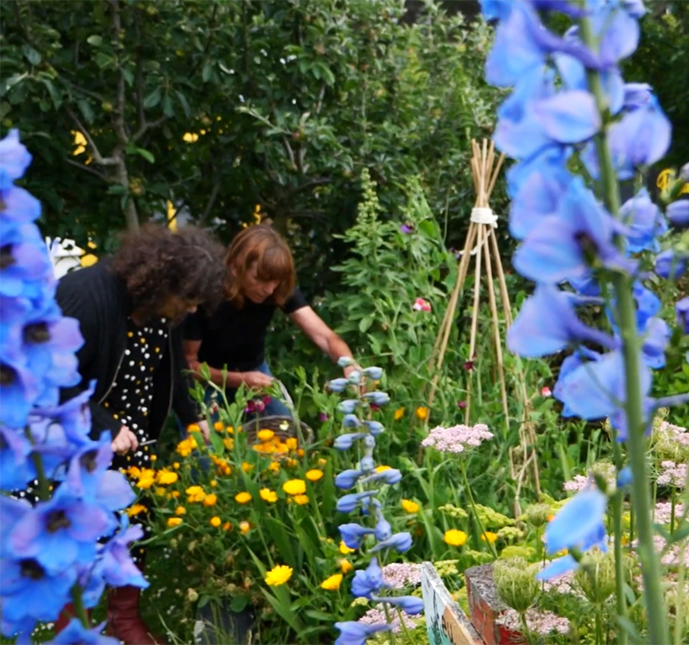Picking flowers in New Brighton Community Gardens